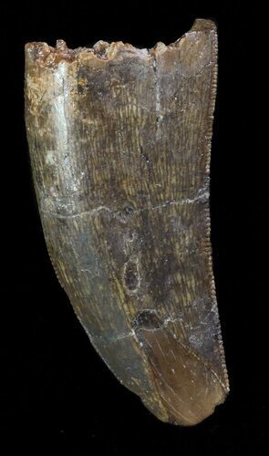 Tyrannosaur Tooth - Aguja Formation, Texas #67786